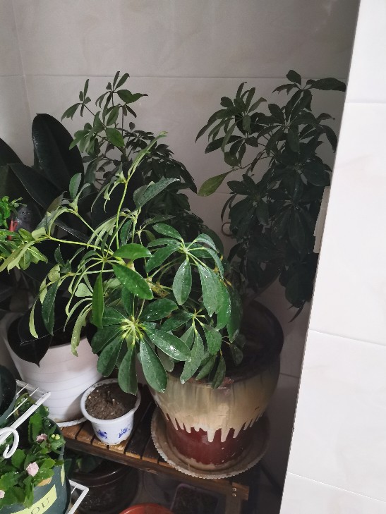 七叶莲
