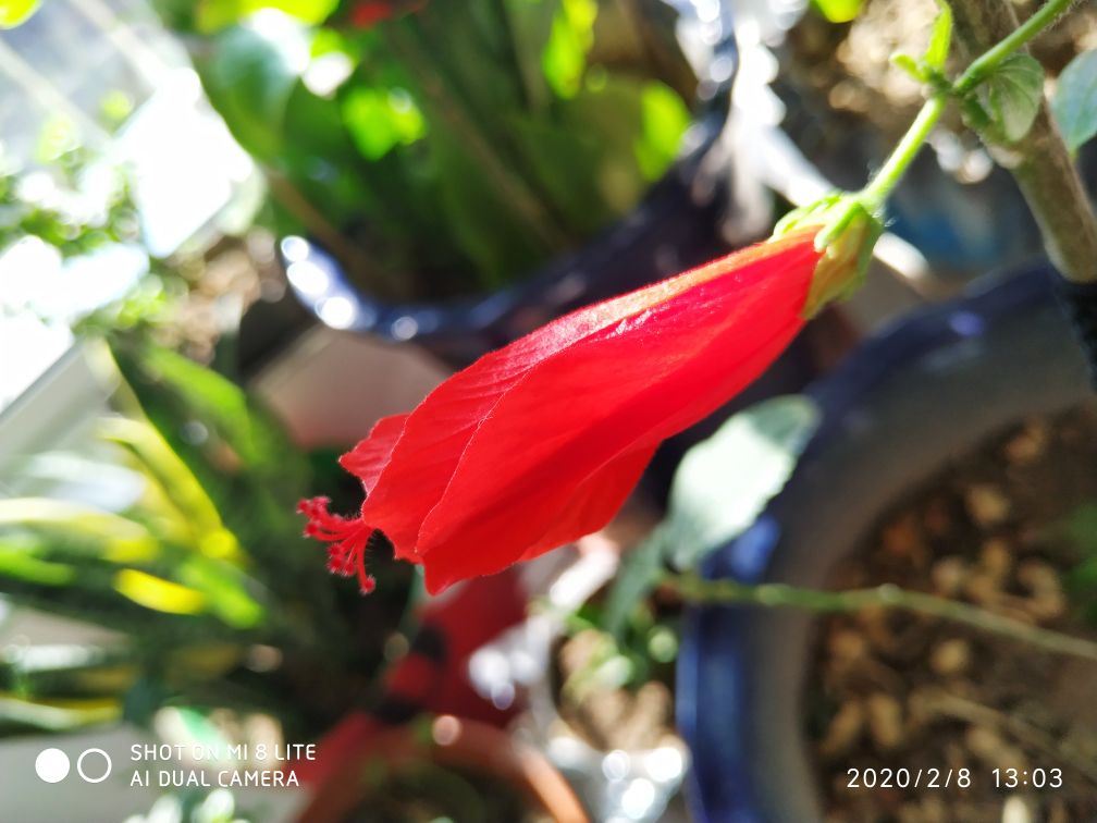 悬铃花
