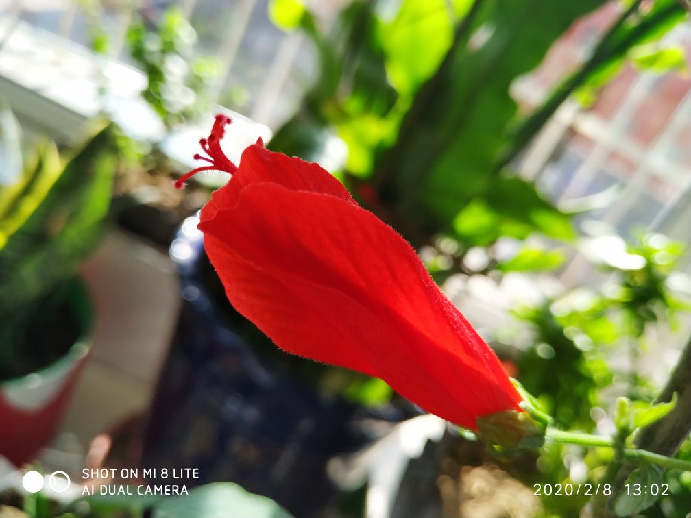 悬铃花