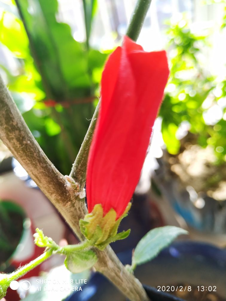 垂花悬铃花