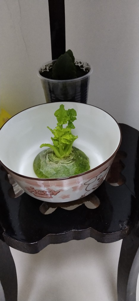 水果萝卜