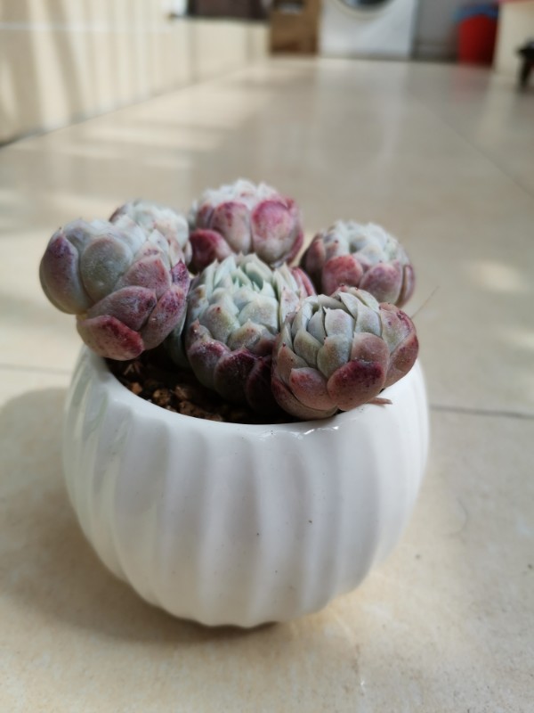奶油贝瑞