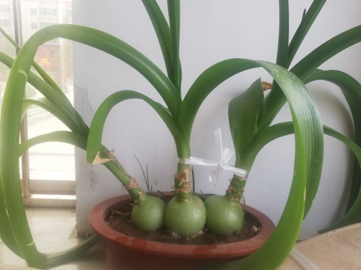伯利恒之星
