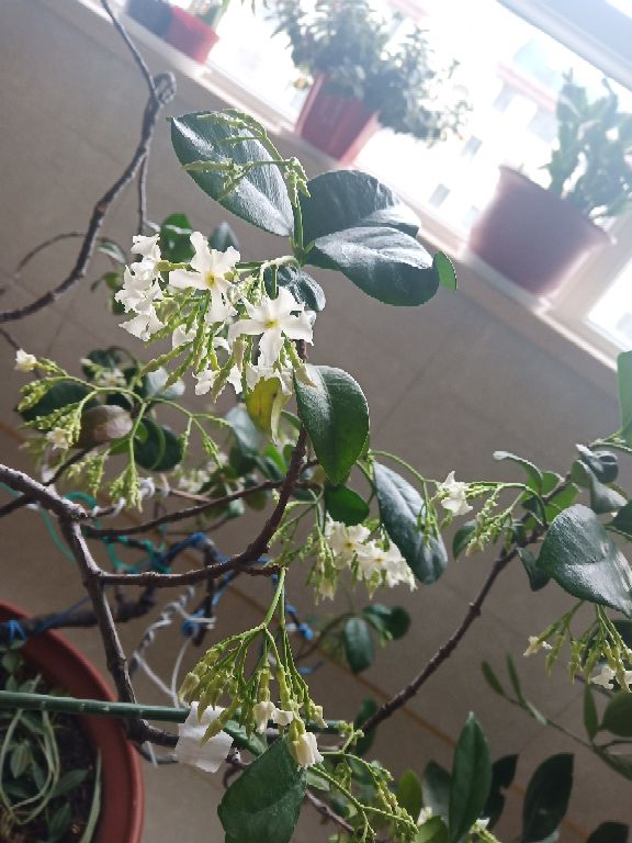 花卉