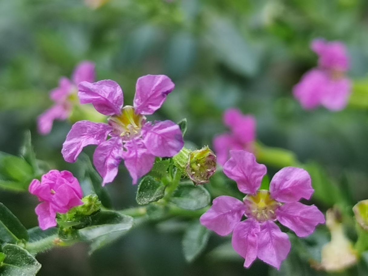 紫萼距花