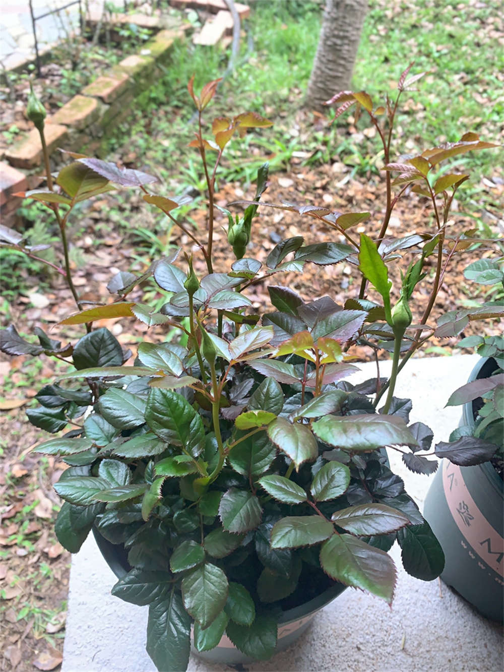 花卉