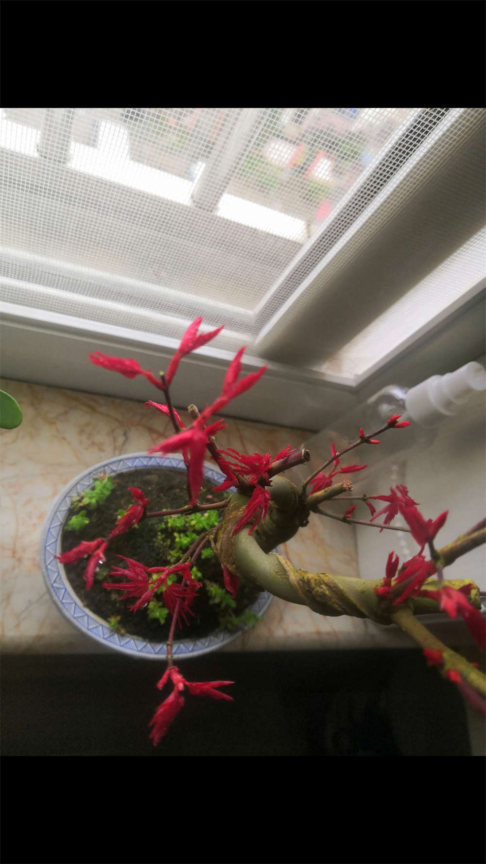 红舞姬