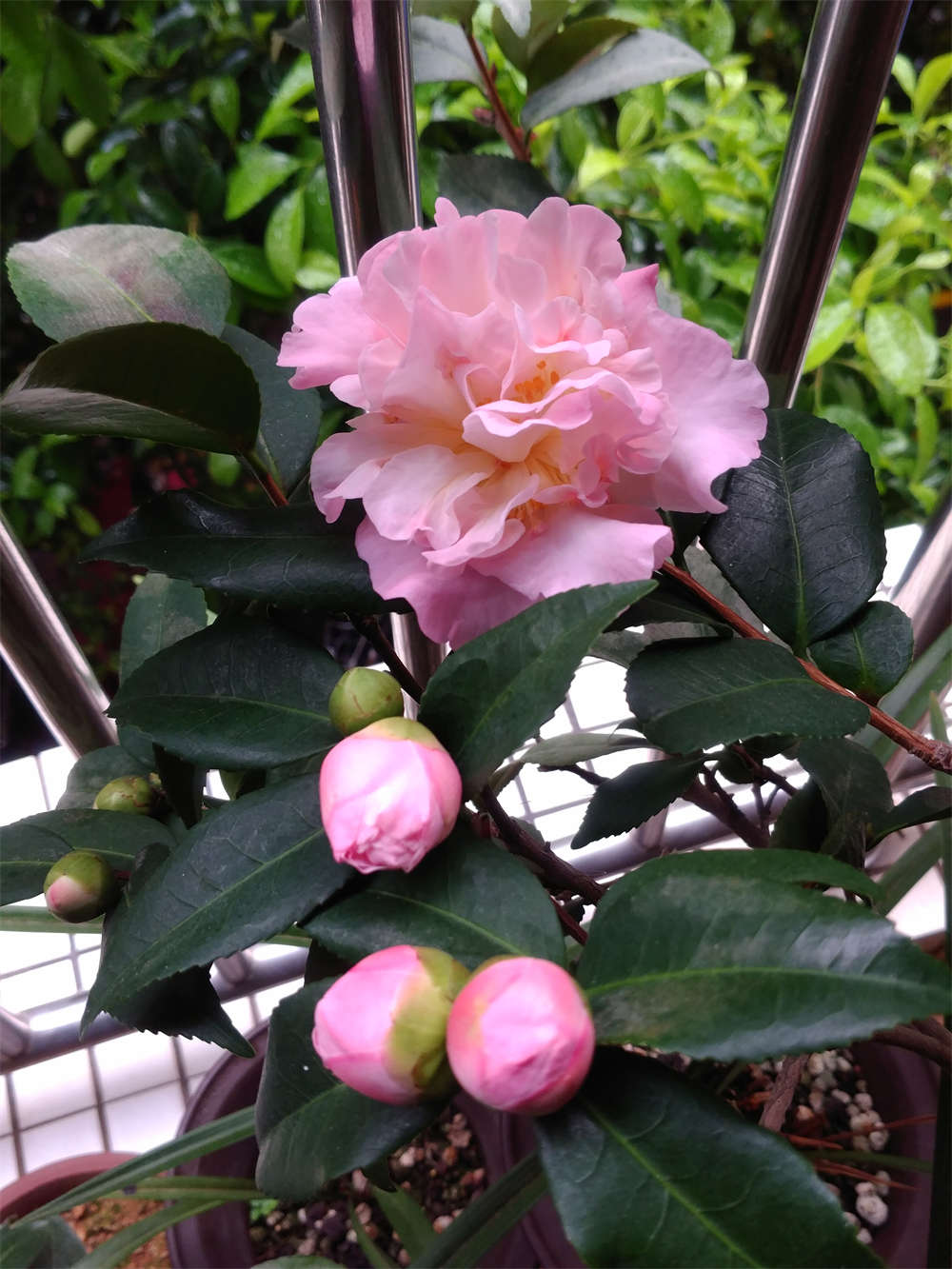 香茶花