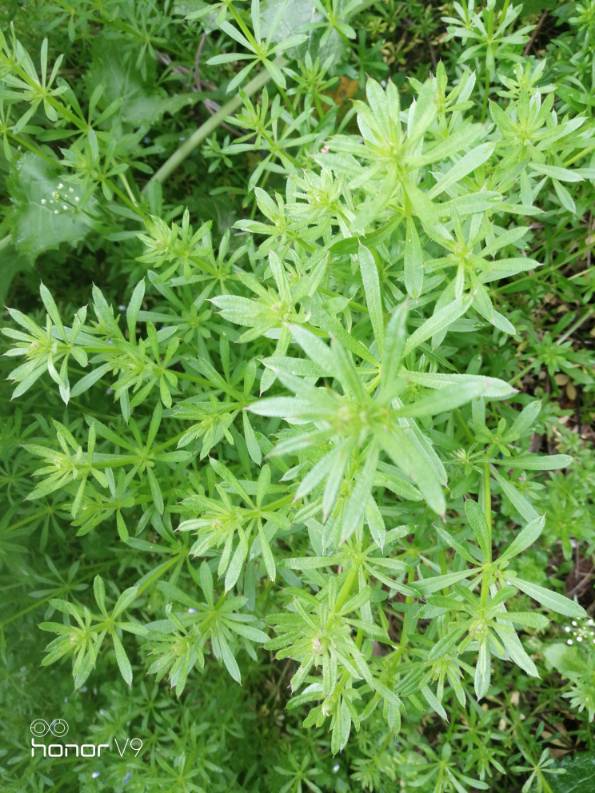 蛇舌草