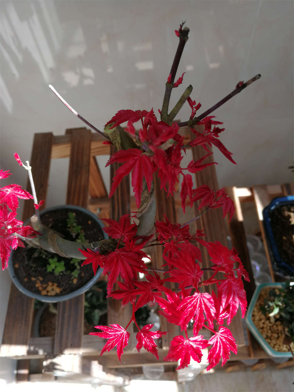 花卉