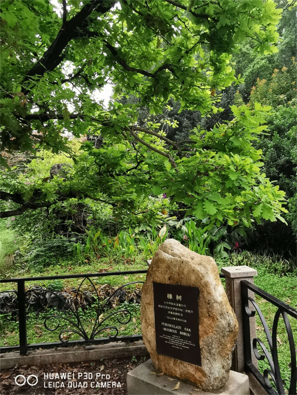橡树