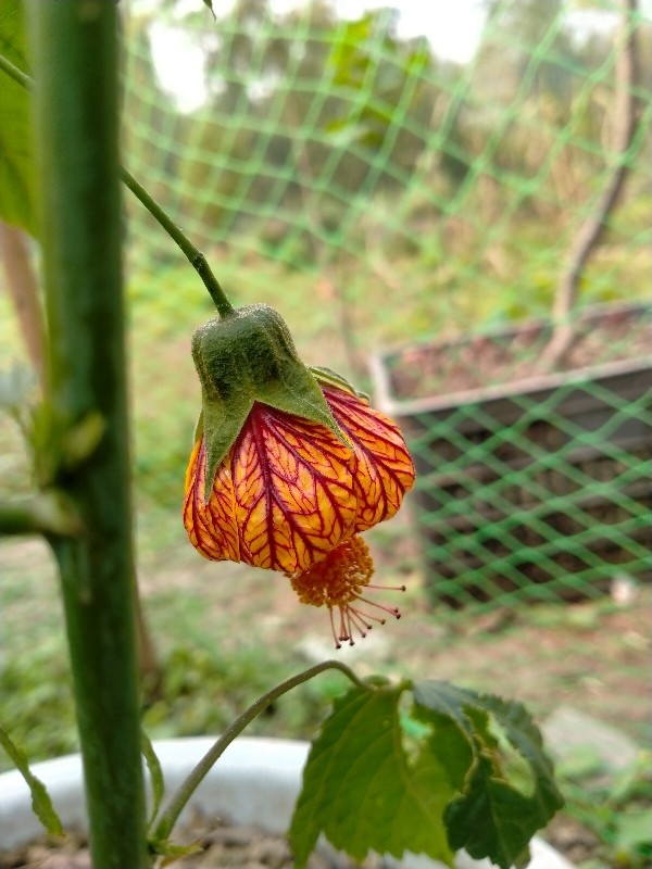 金铃花