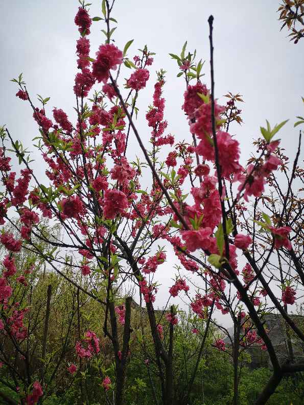 红叶碧桃