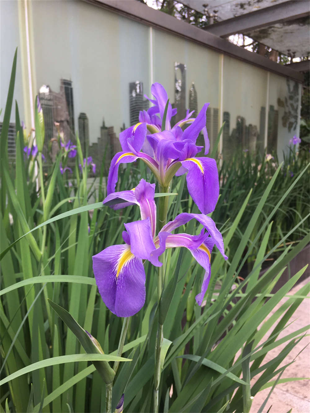 花菖蒲