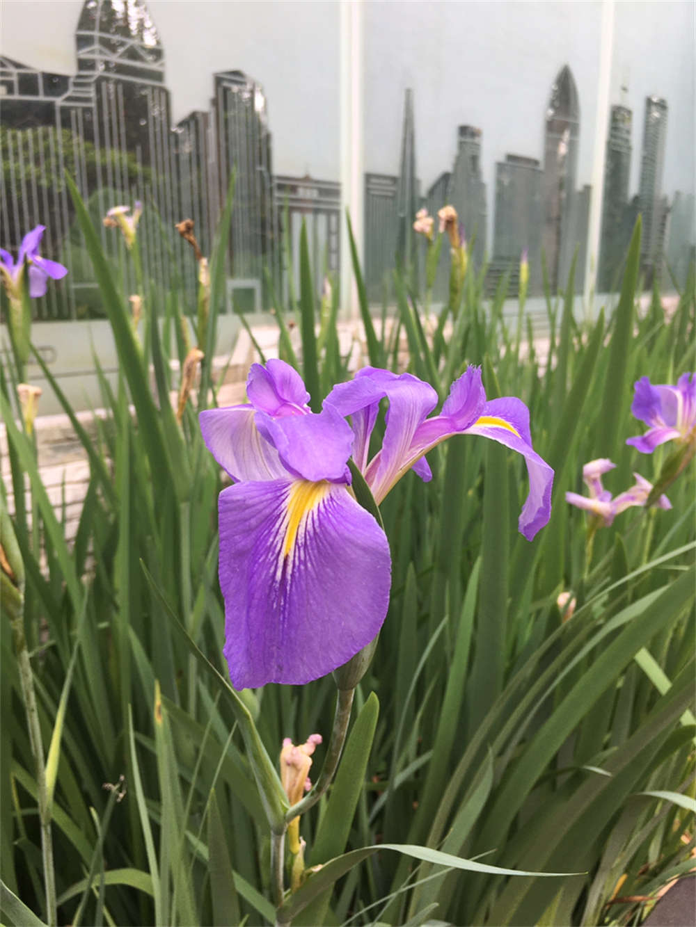 花菖蒲