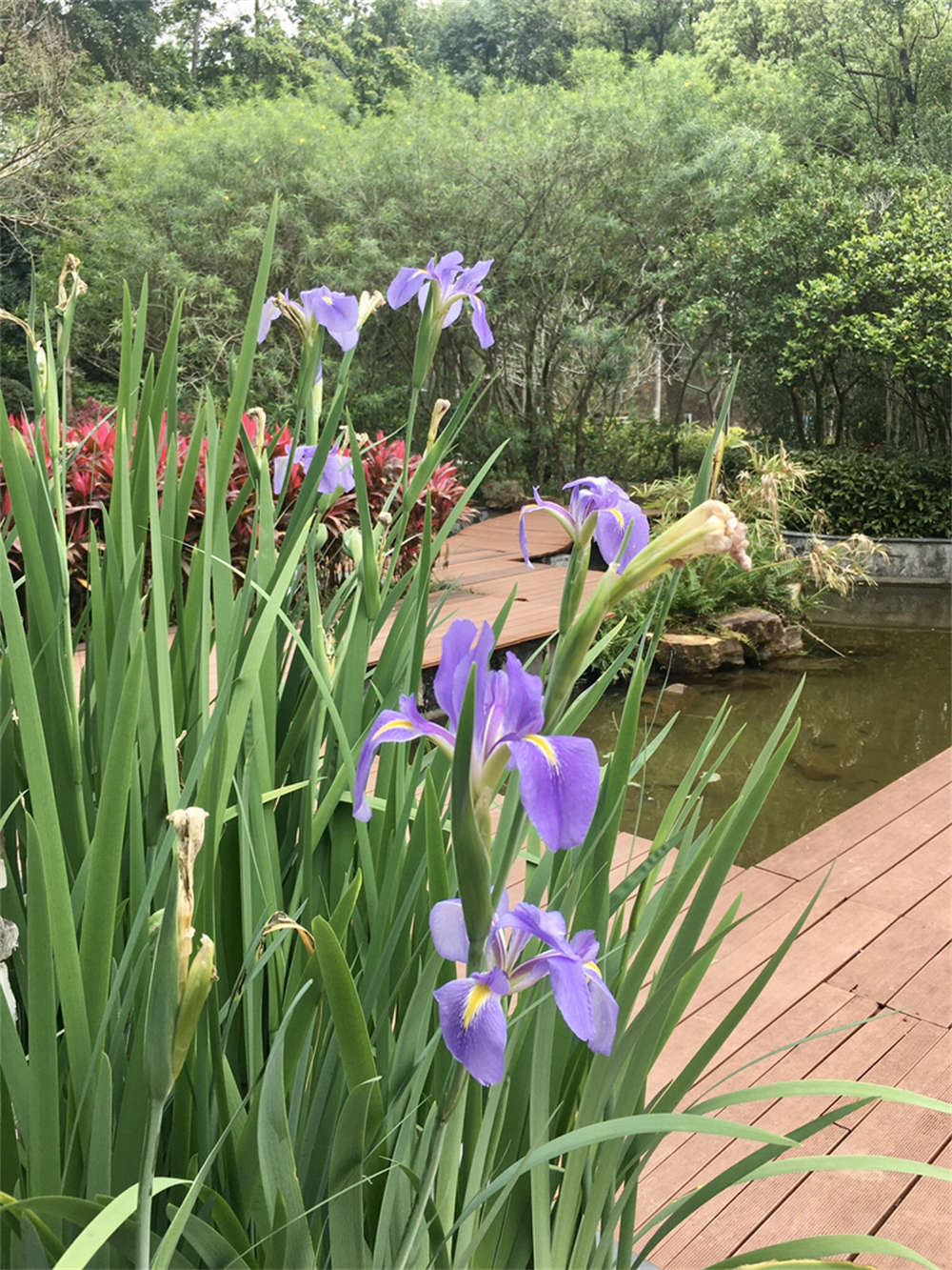 花菖蒲