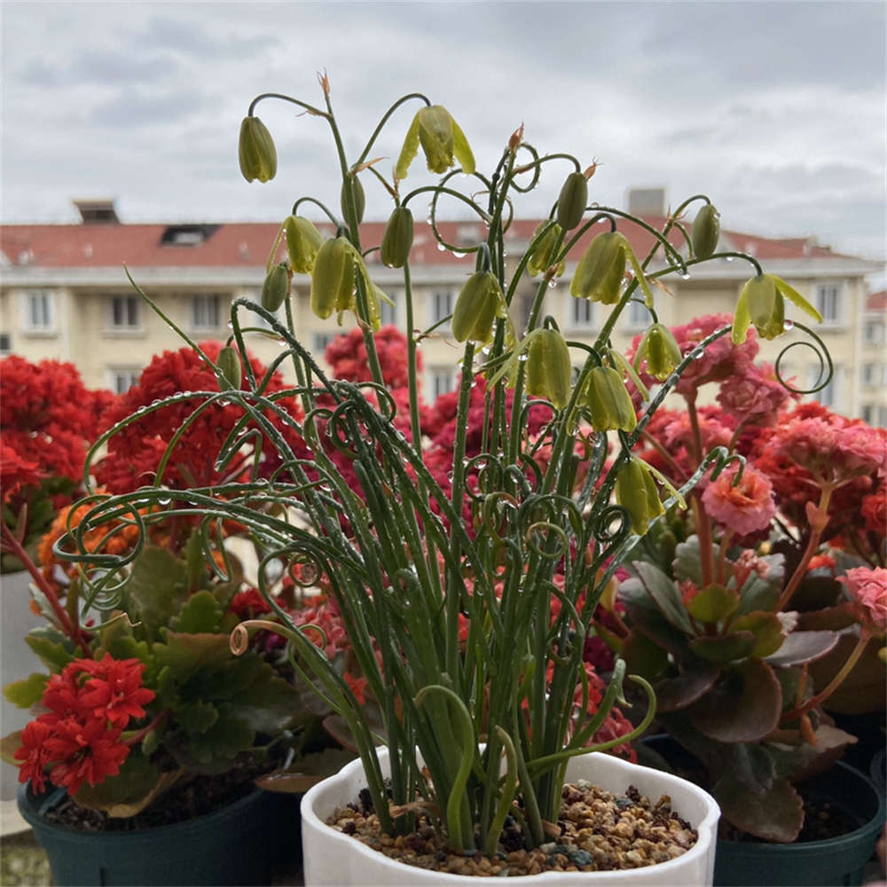 弹簧草