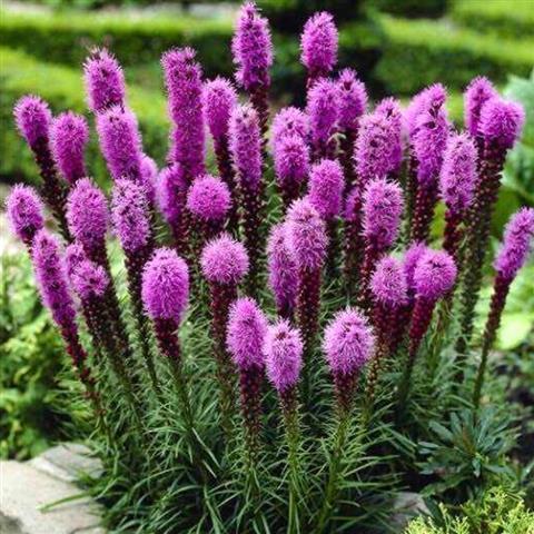 花卉