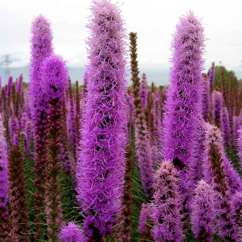 花卉