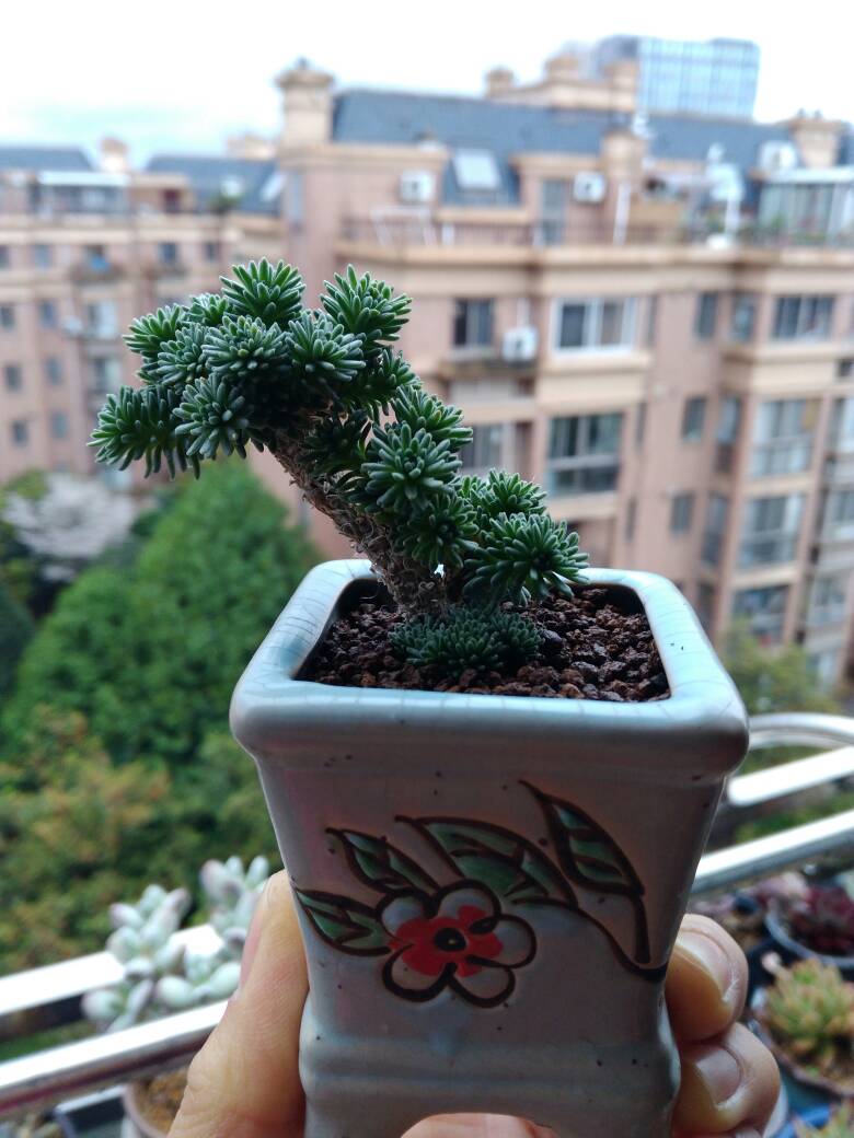球松