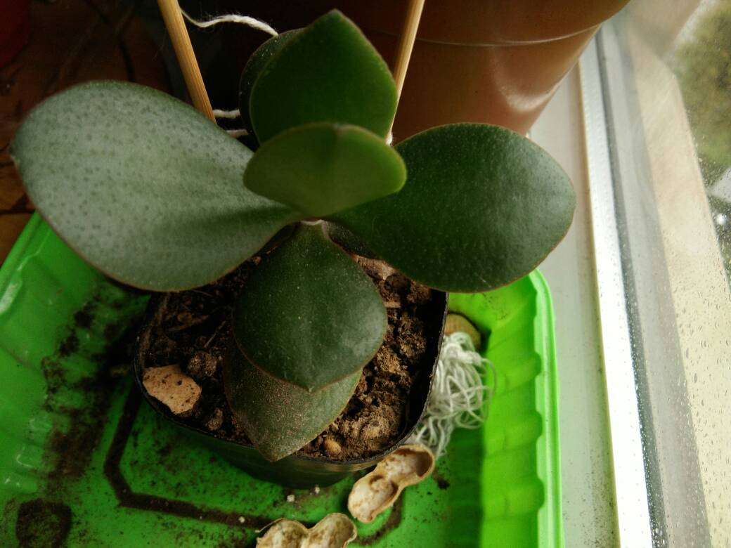 燕子掌
