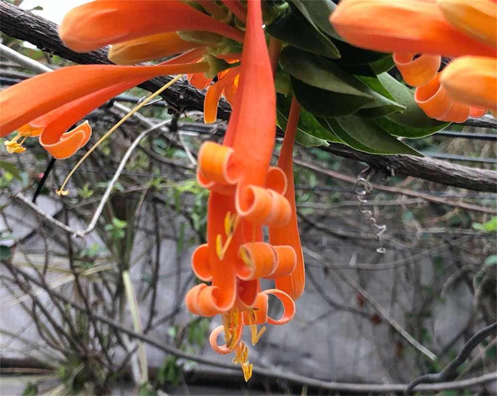 炮仗花
