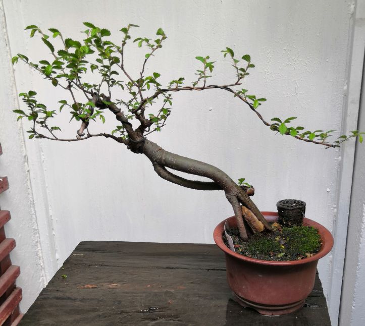 小叶榆