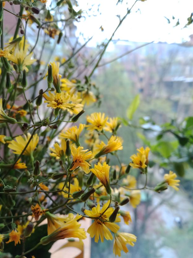 花卉