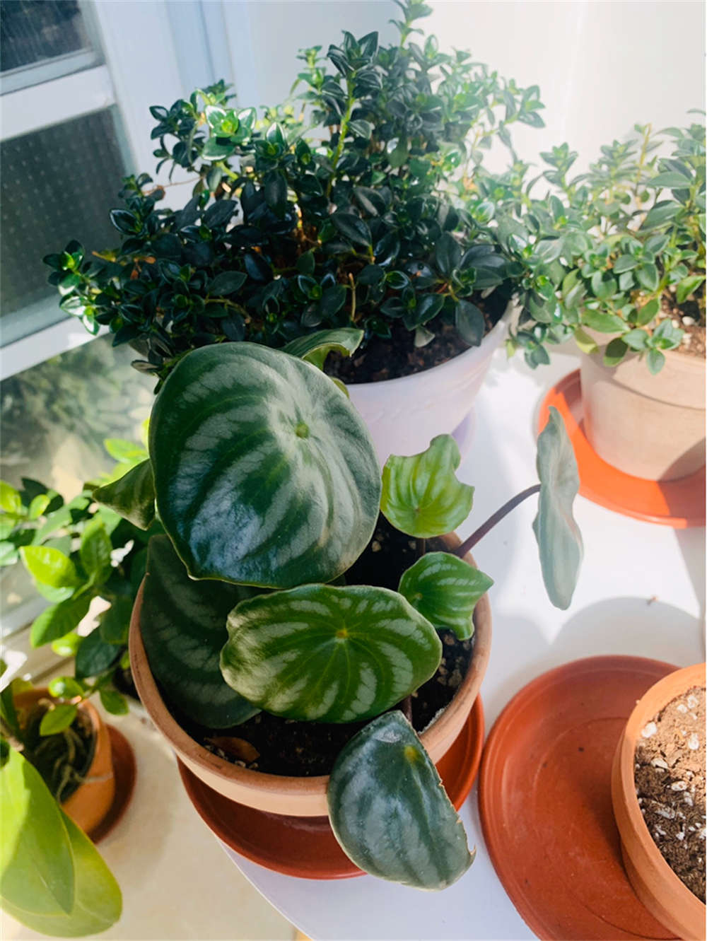 西瓜皮椒草