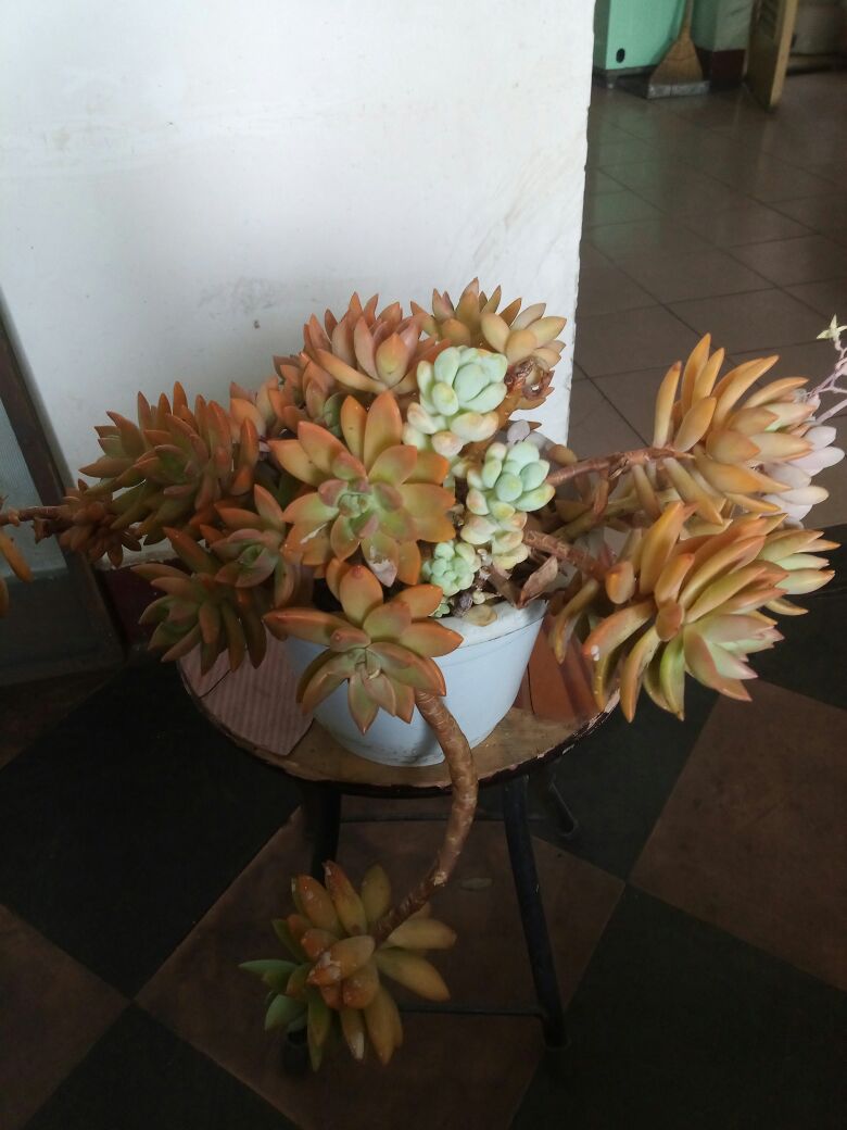 铭月