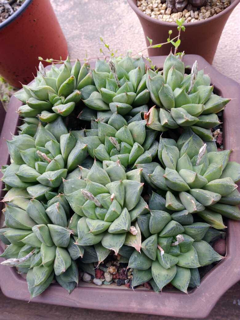 草玉露