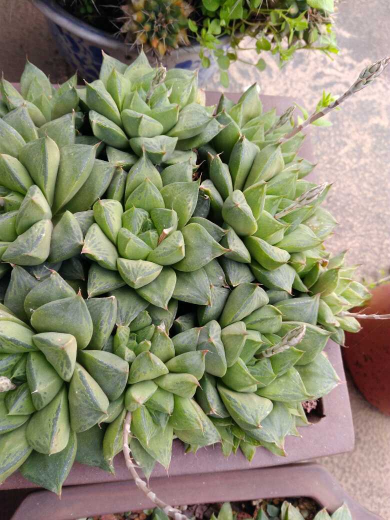 草玉露