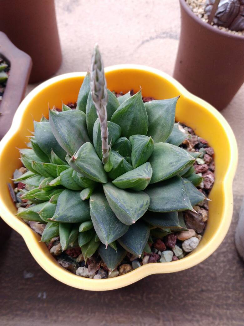 草玉露