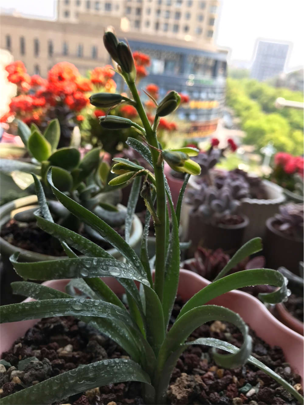 弹簧草