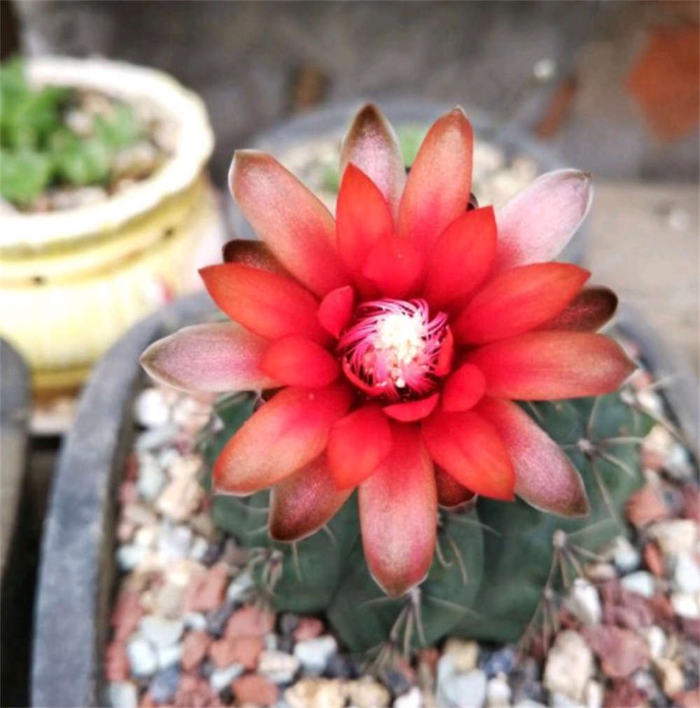 花卉