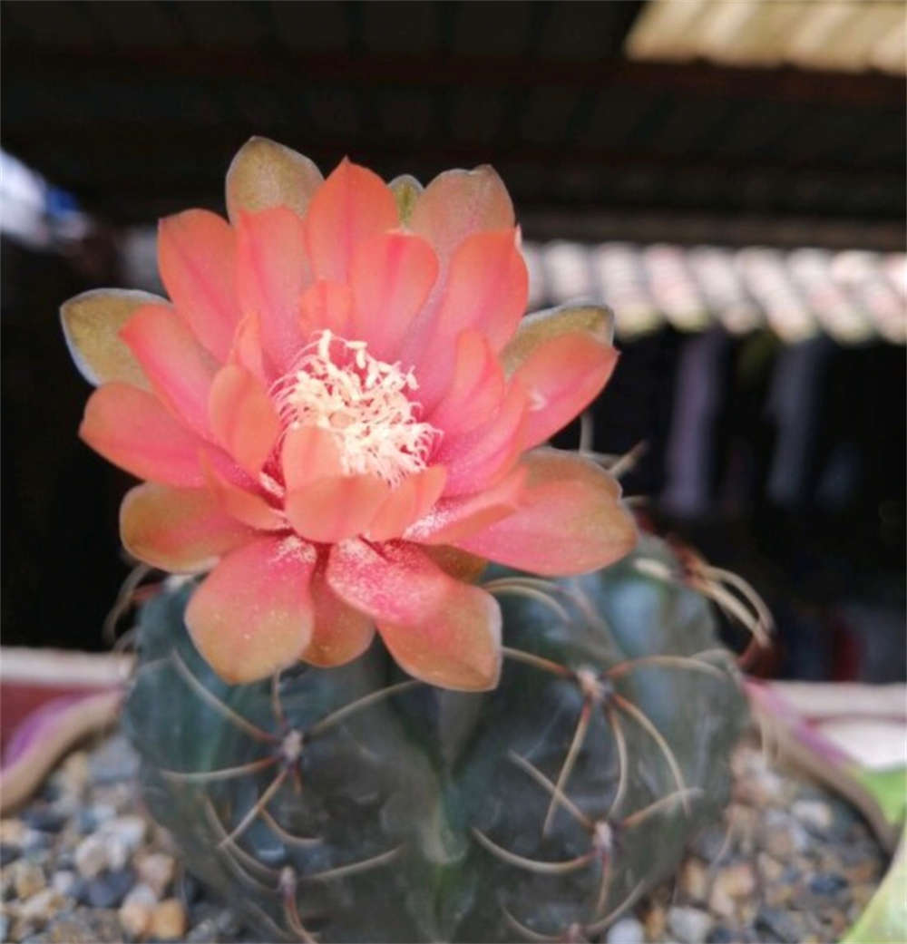 花卉