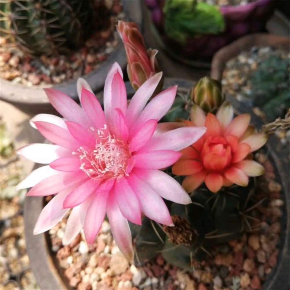 花卉
