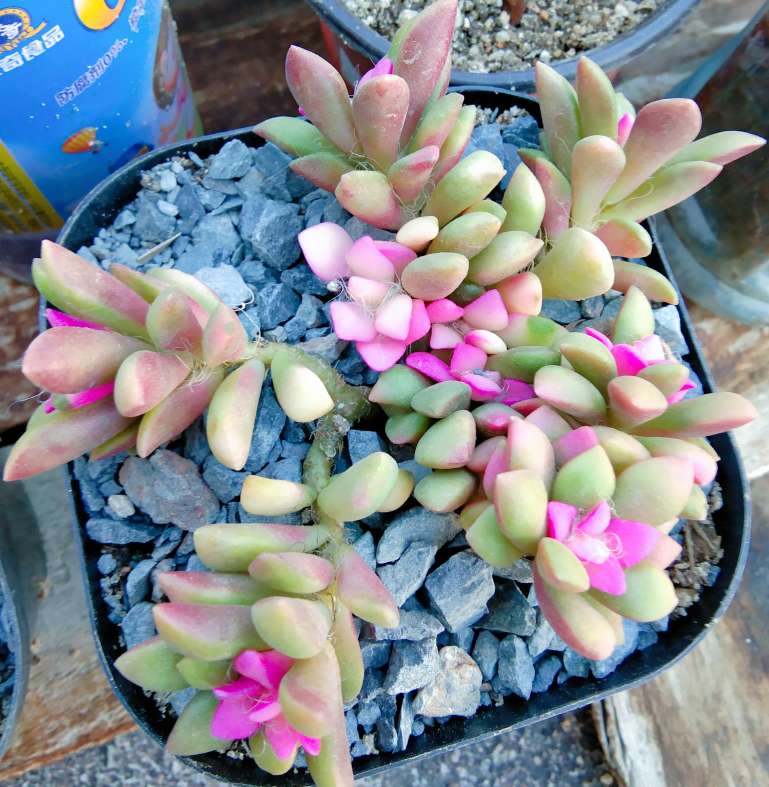 花卉