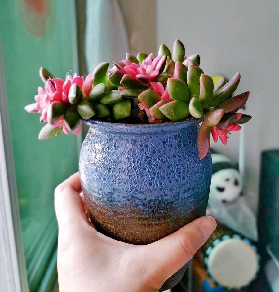 花卉