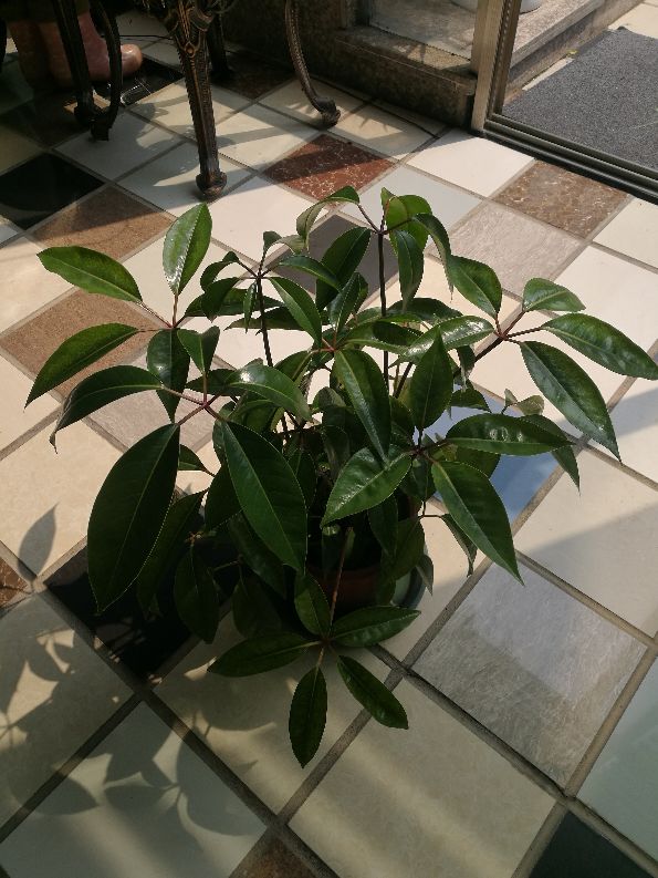 招财树