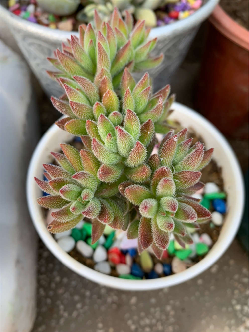 绒针
