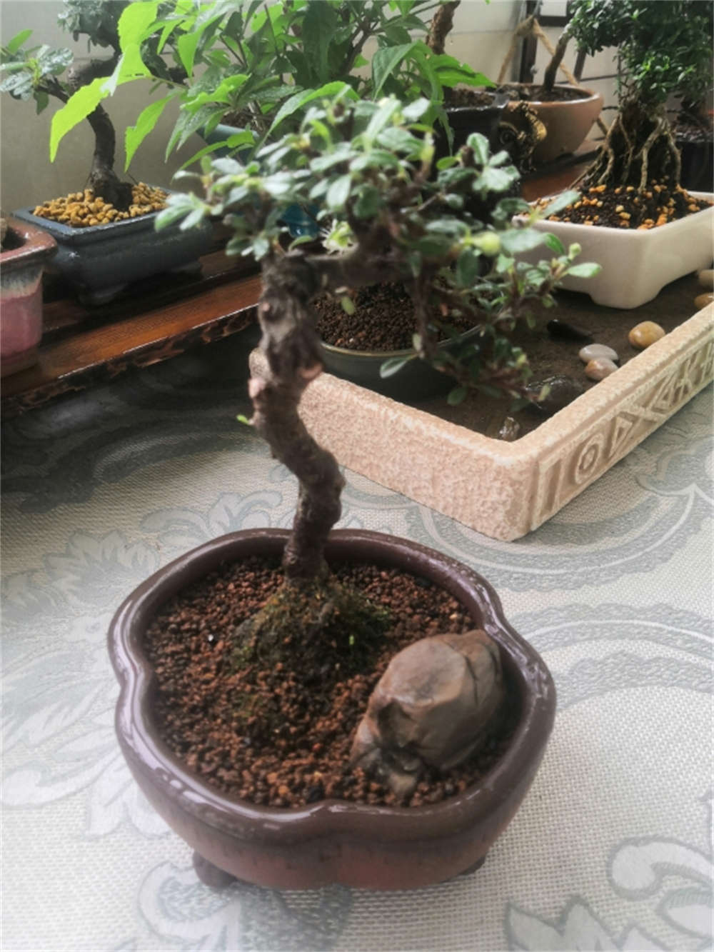 荀子