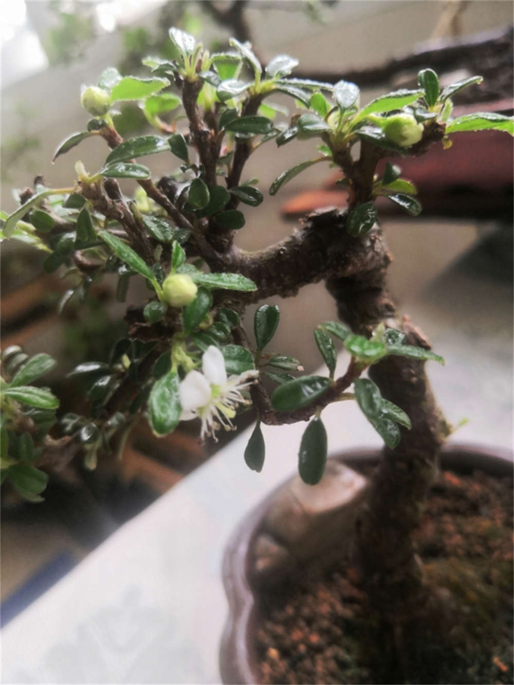 荀子