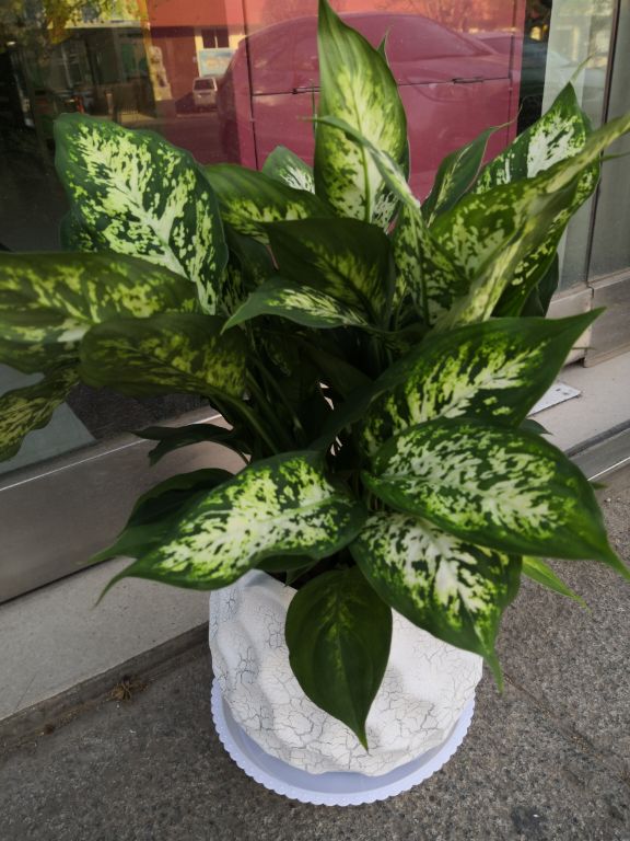 花卉