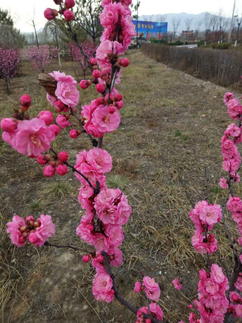 榆叶梅