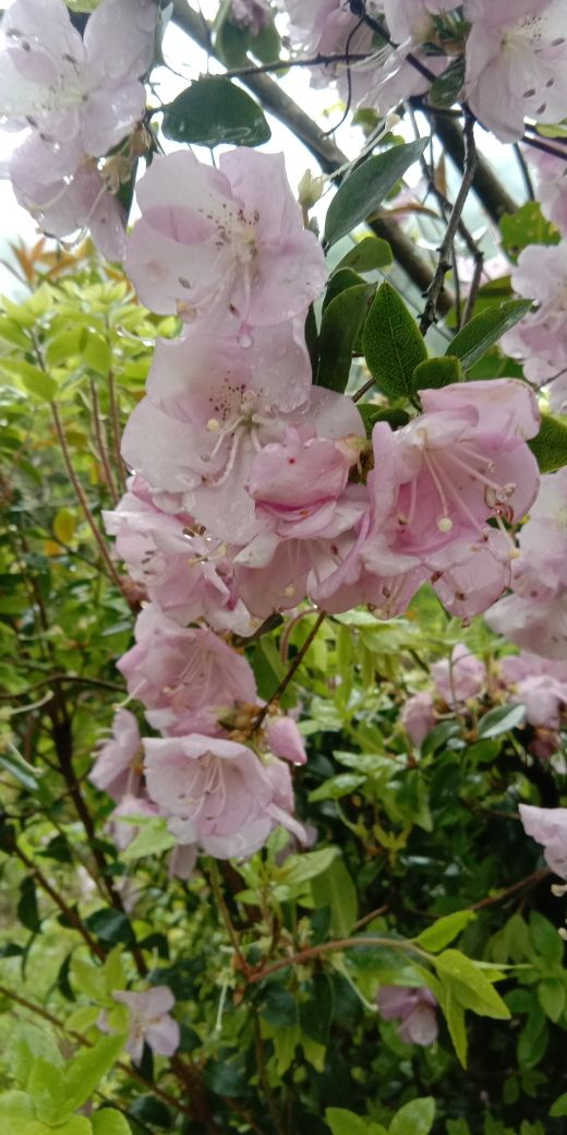 马银花