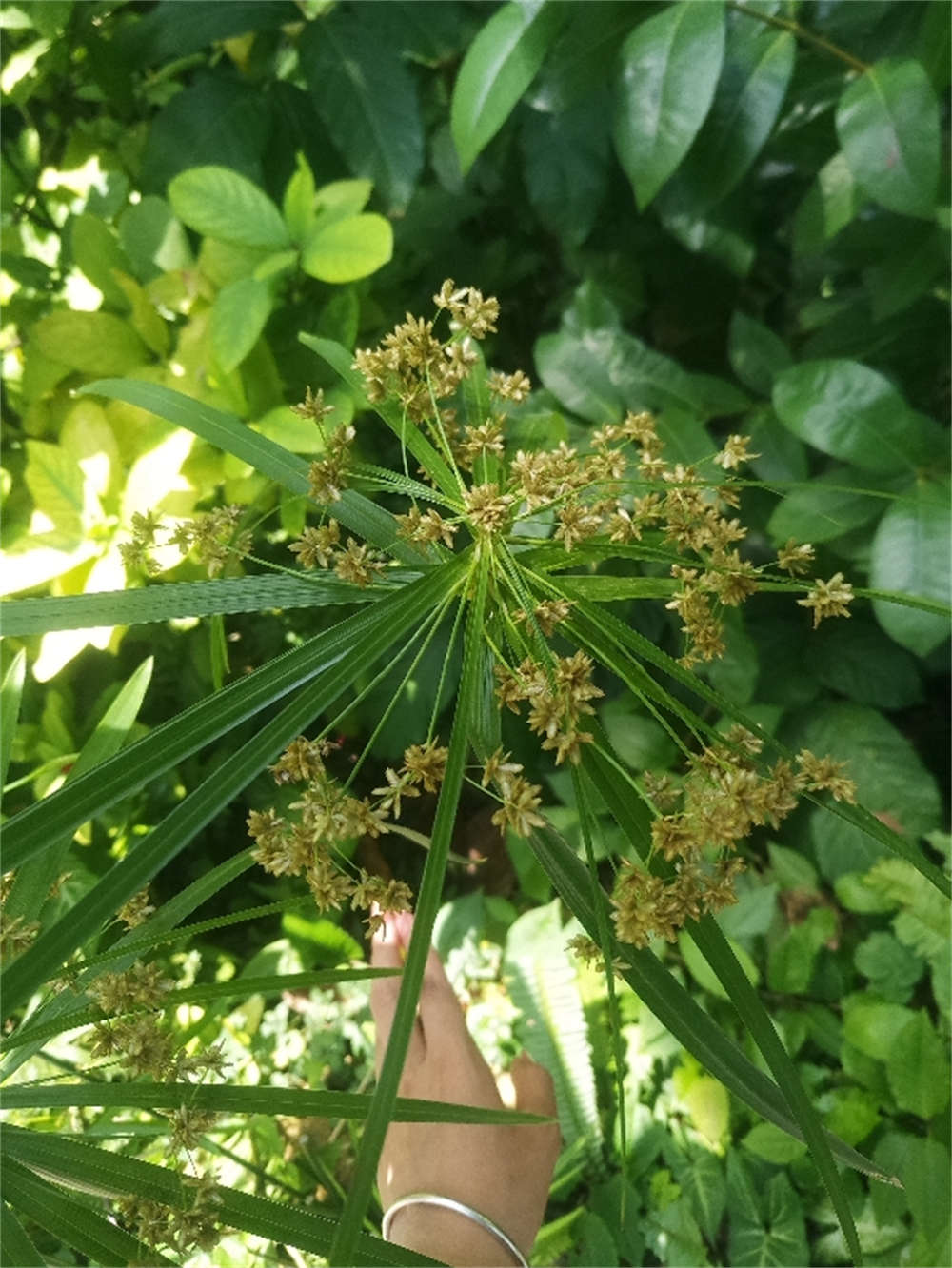 旱伞草