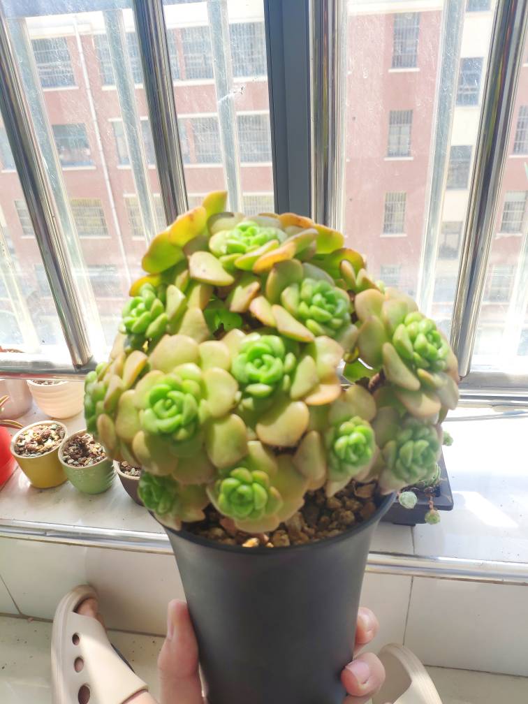 花卉