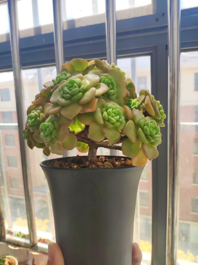 花卉
