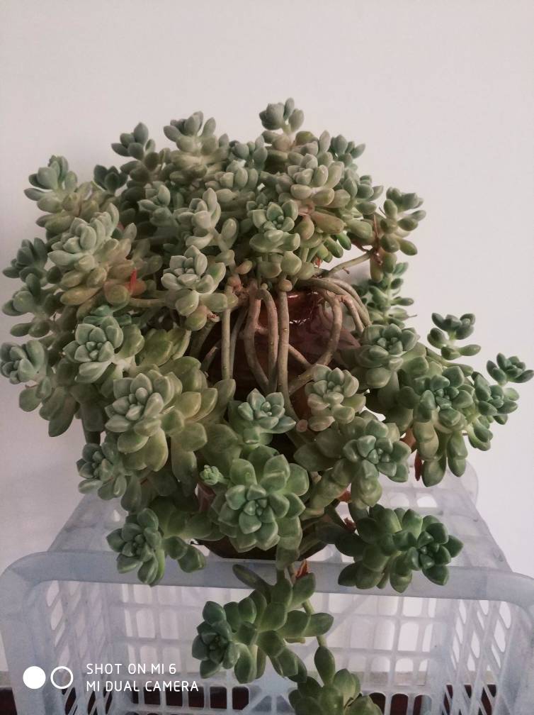 姬秋丽